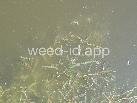 pondweed, curlyleaf